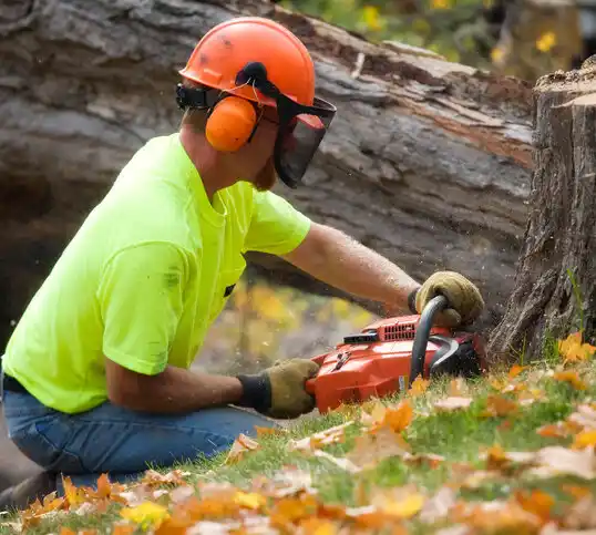 tree services Pierz